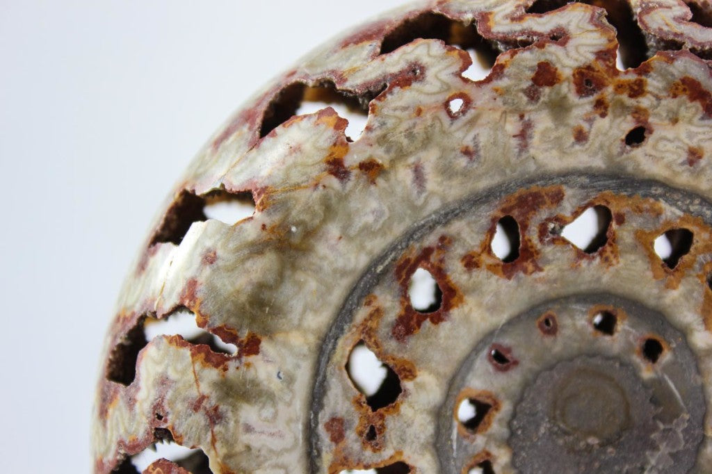 Ammonite