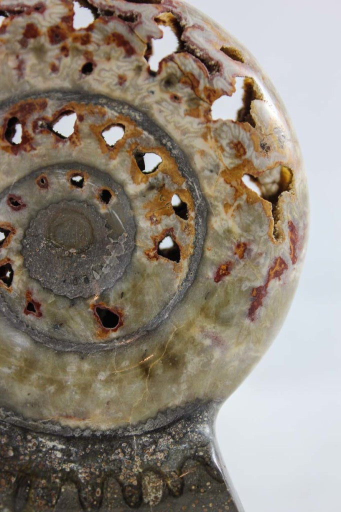 Ammonite