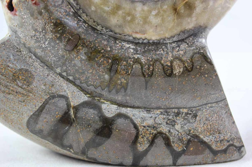 Ammonite