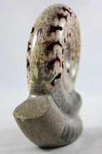Ammonite