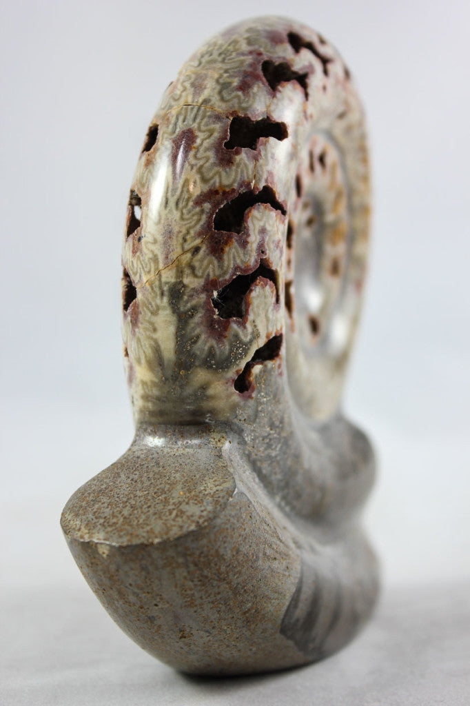 Ammonite