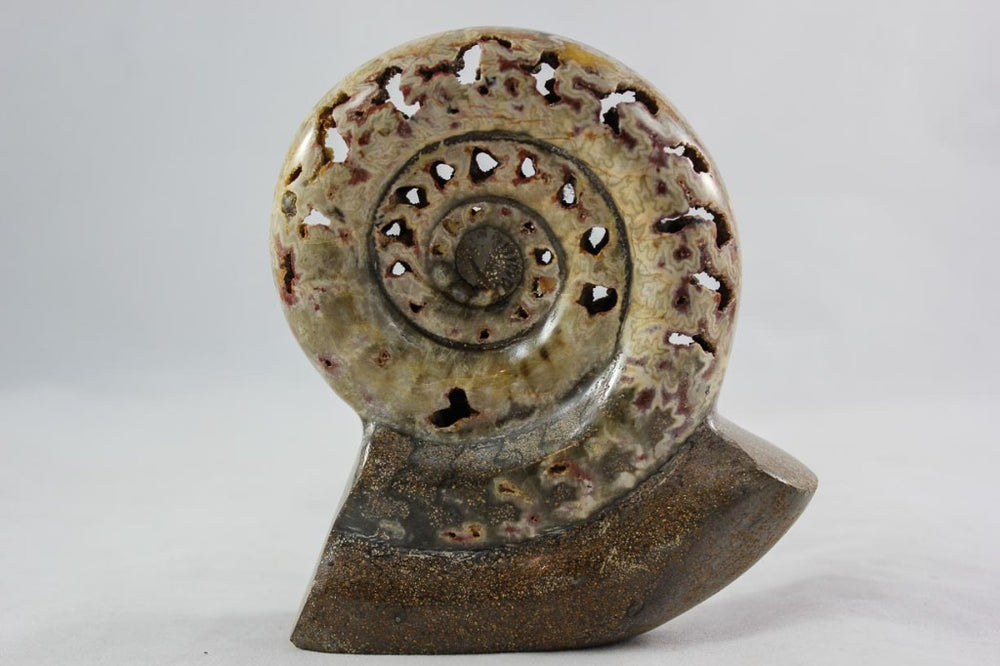 Ammonite