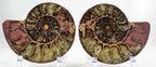 Ammonite Pair