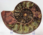 Ammonite Pair