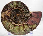 Ammonite Pair
