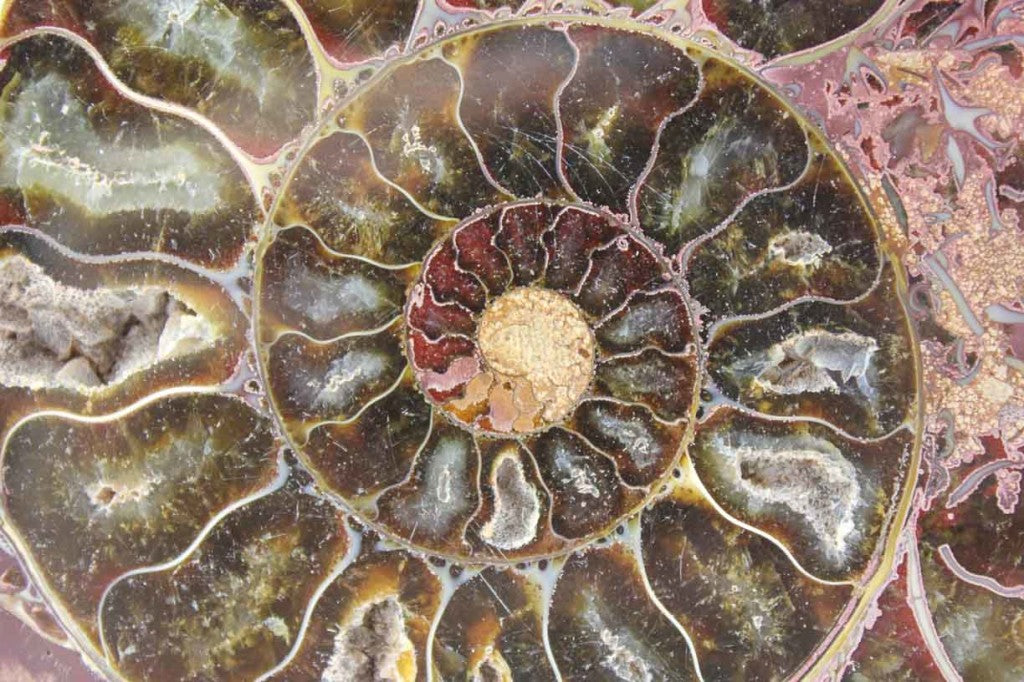 Ammonite Pair