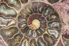Ammonite Pair