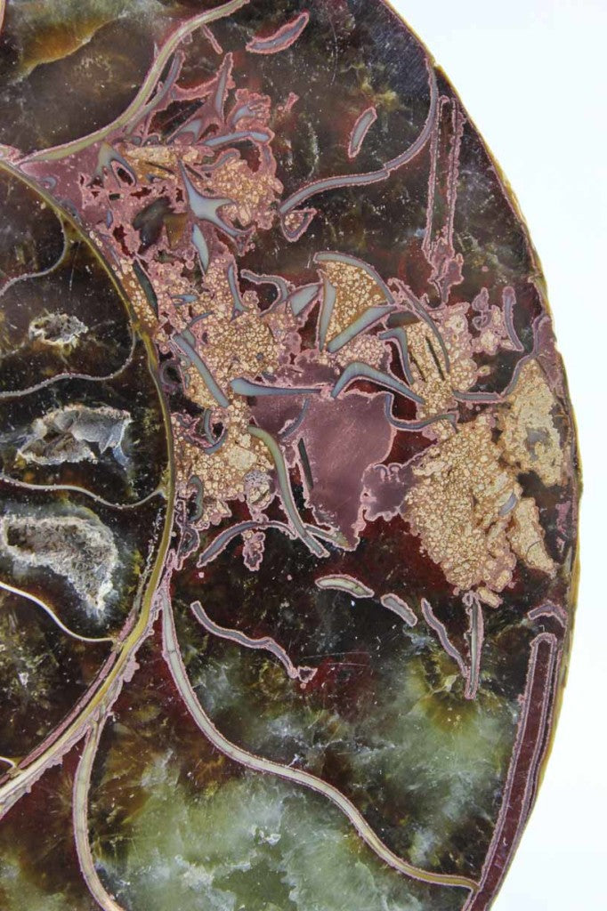 Ammonite Pair