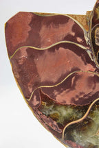 Ammonite Pair