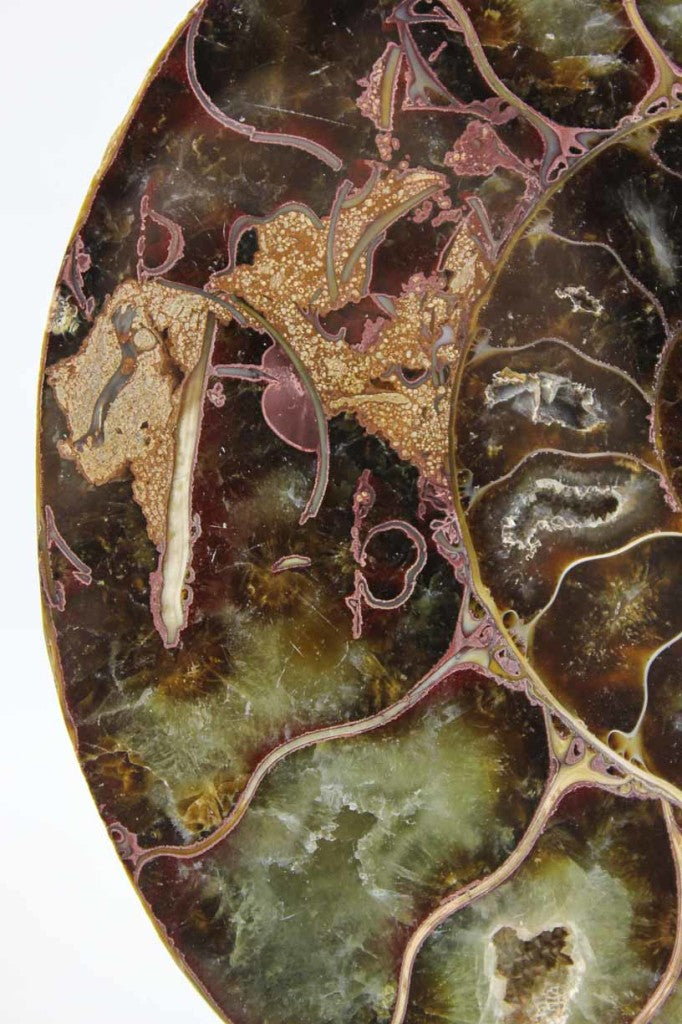 Ammonite Pair