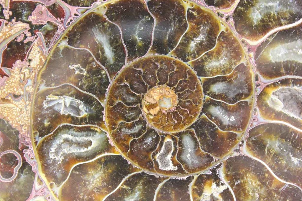 Ammonite Pair