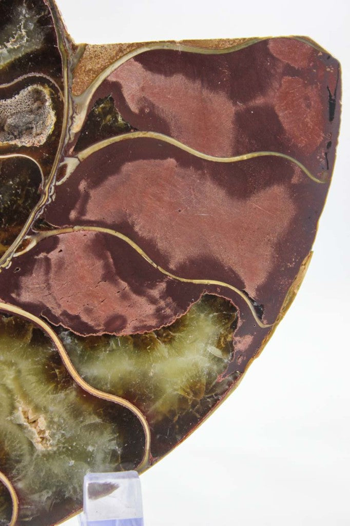 Ammonite Pair