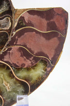 Ammonite Pair