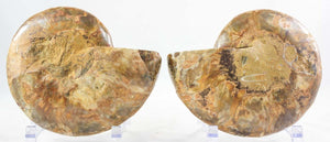 Ammonite Pair