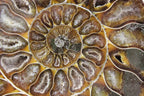 Chambered Ammonite Fossil Pair