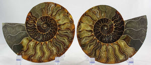 Ammonite Pair