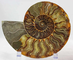 Ammonite Pair