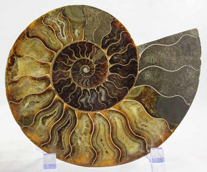 Ammonite Pair