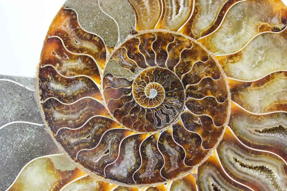 Ammonite Pair