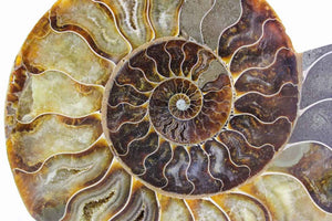 Ammonite Pair