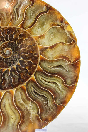 Ammonite Pair