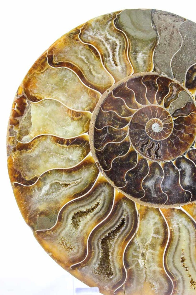 Ammonite Pair