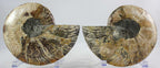 Ammonite Pair