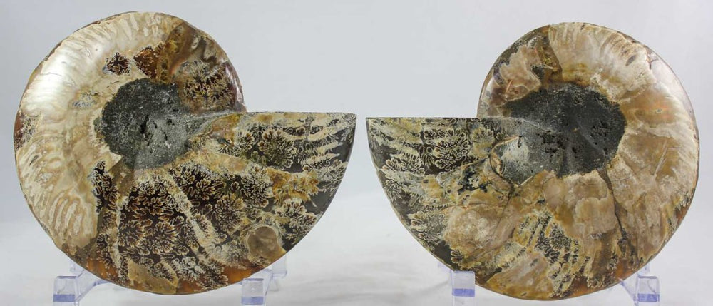 Ammonite Pair