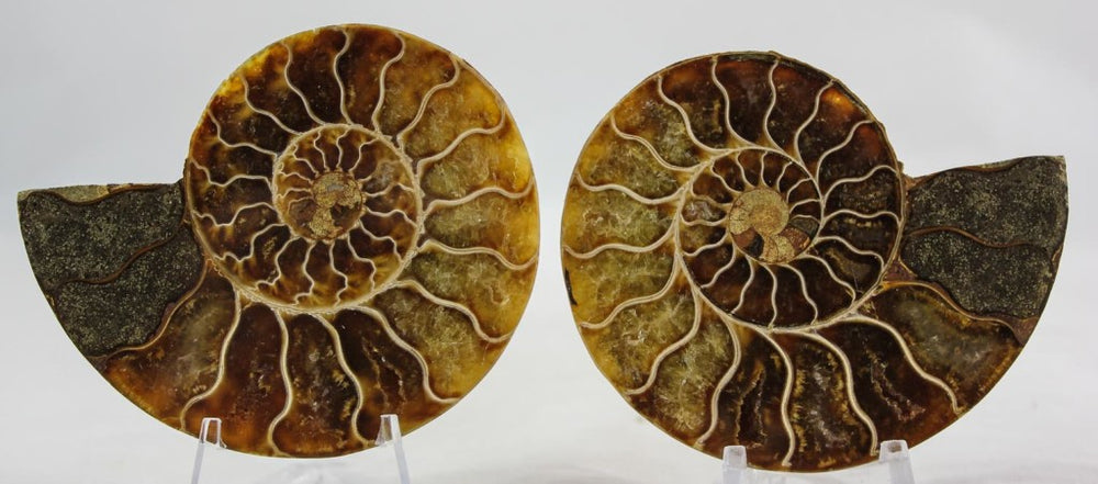 Ammonite Pair