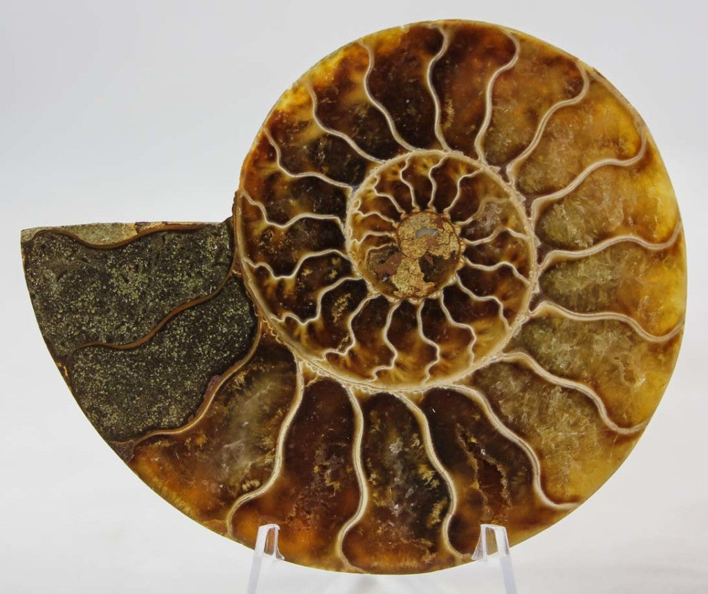 Ammonite Pair