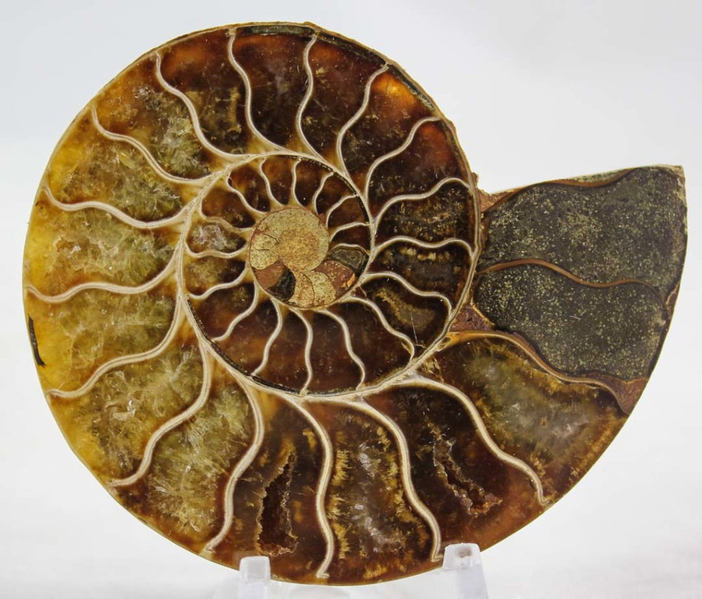 Ammonite Pair