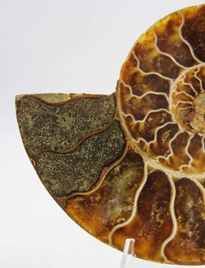 Ammonite Pair