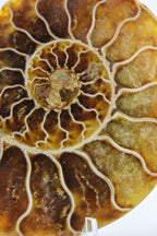 Ammonite Pair