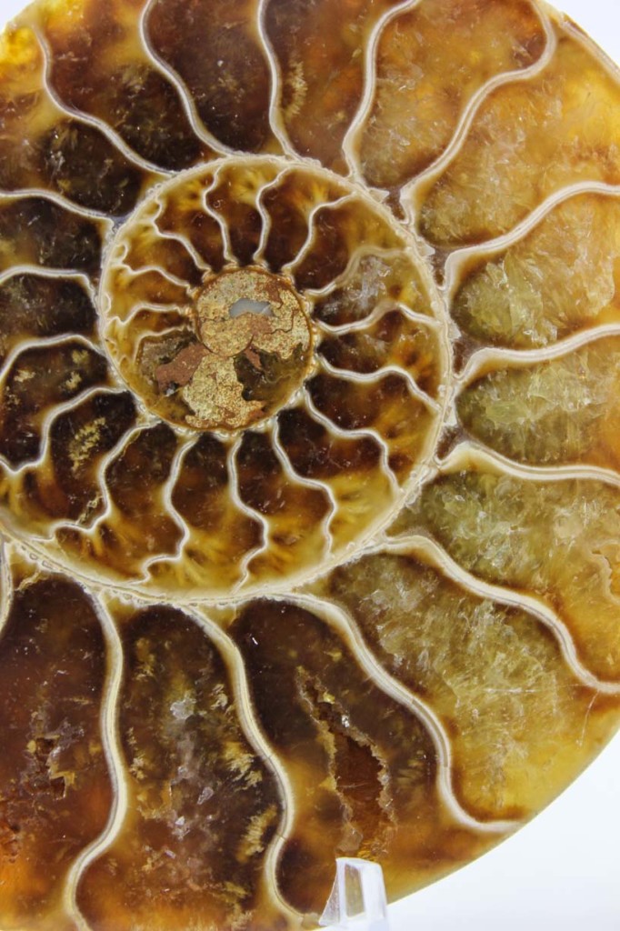 Ammonite Pair