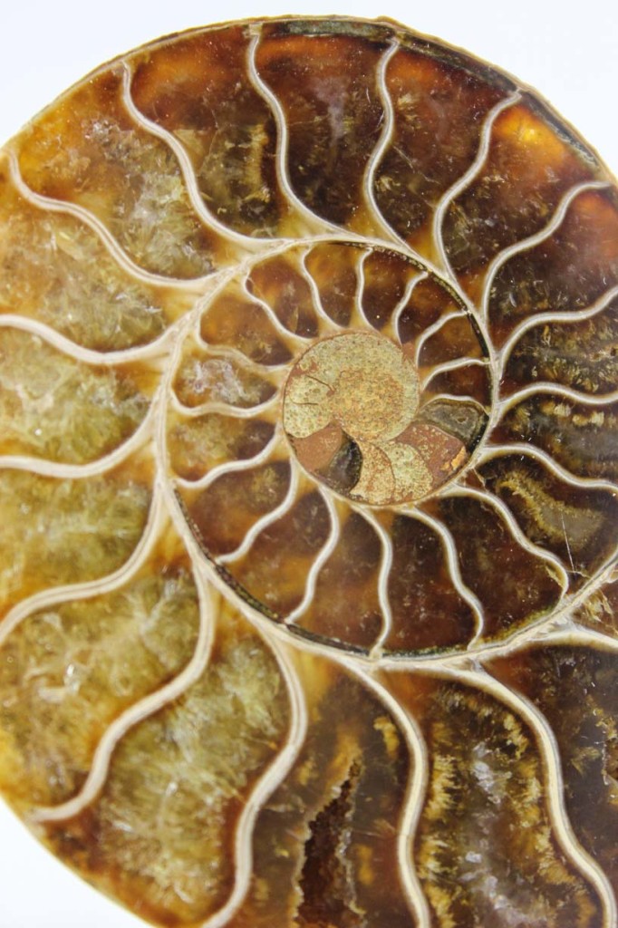 Ammonite Pair