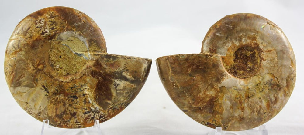 Ammonite Pair