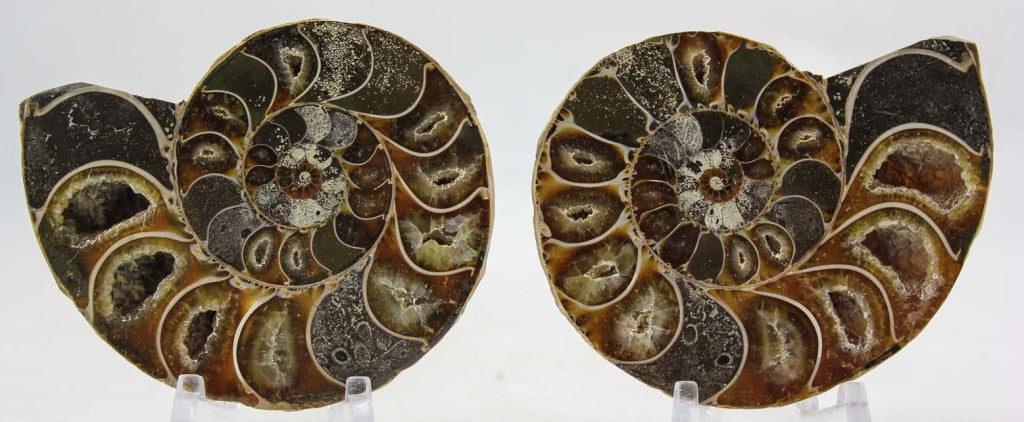 Ammonite Pair
