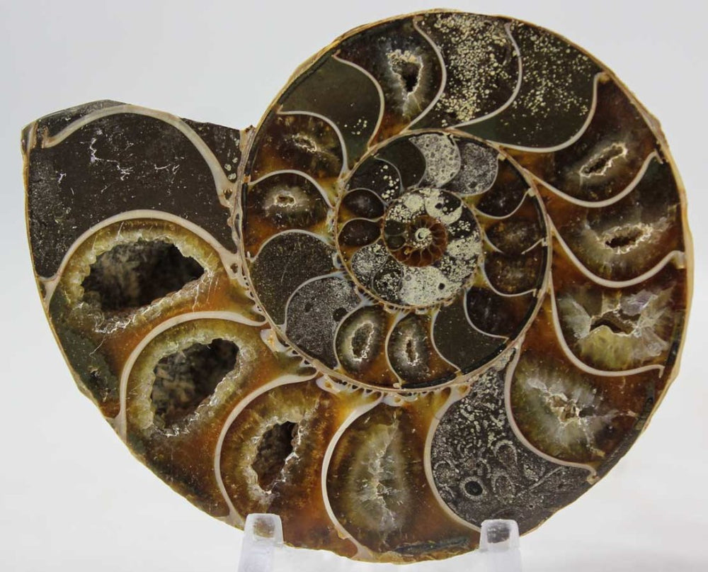 Ammonite Pair