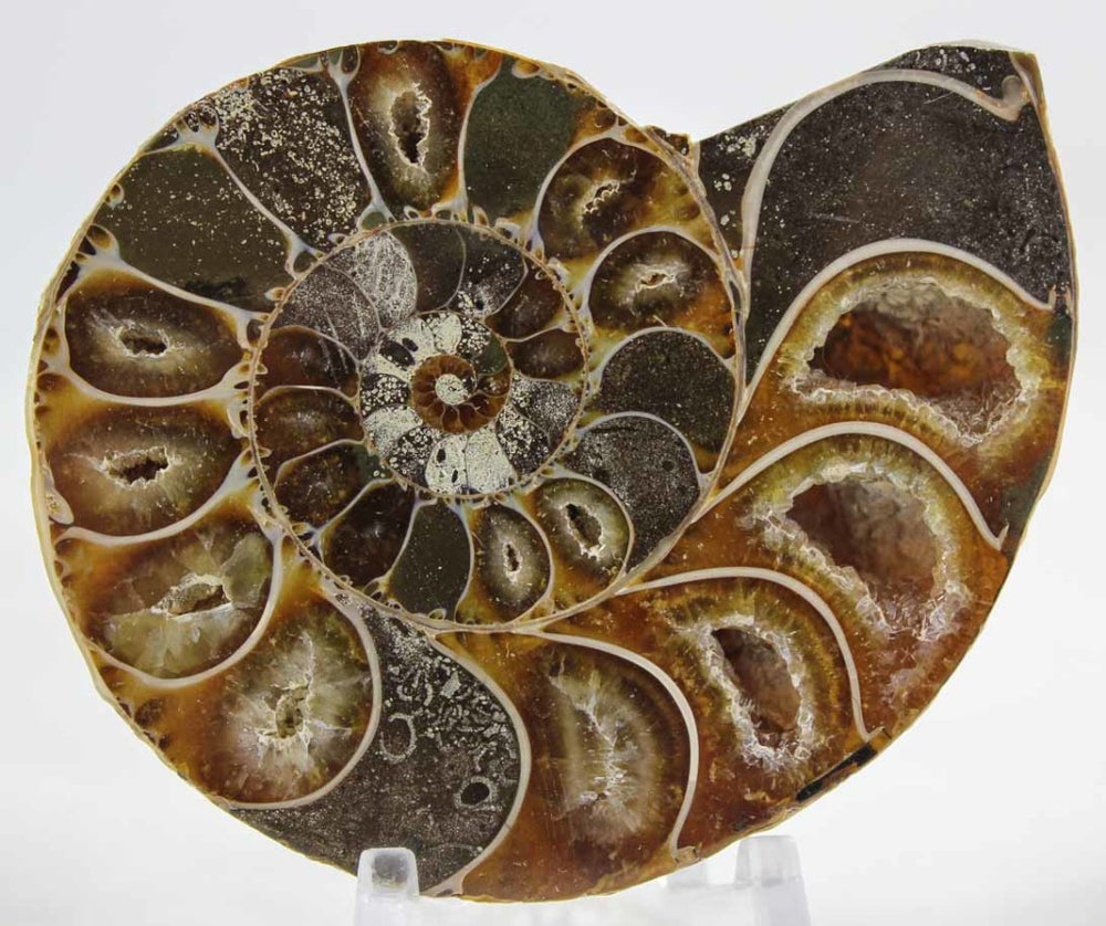 Ammonite Pair