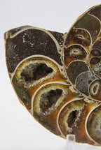 Ammonite Pair