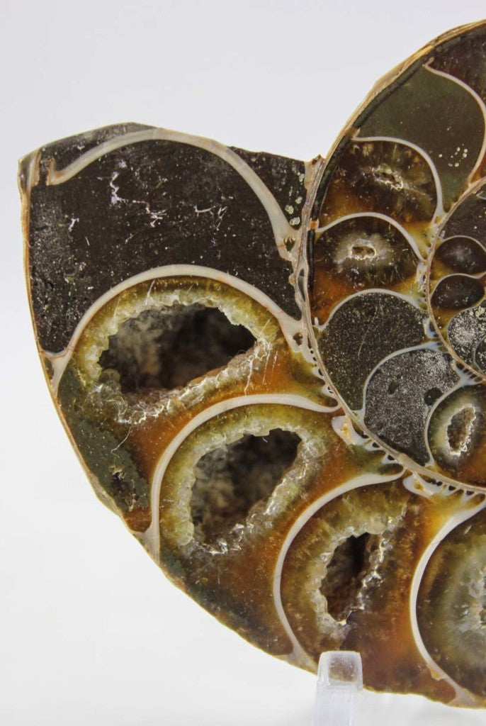 Ammonite Pair