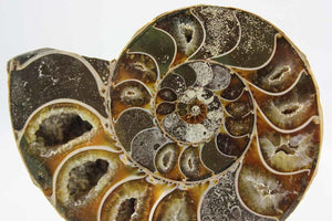 Ammonite Pair