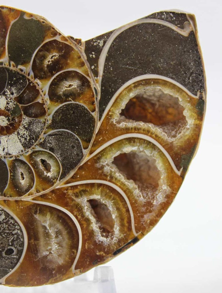 Ammonite Pair