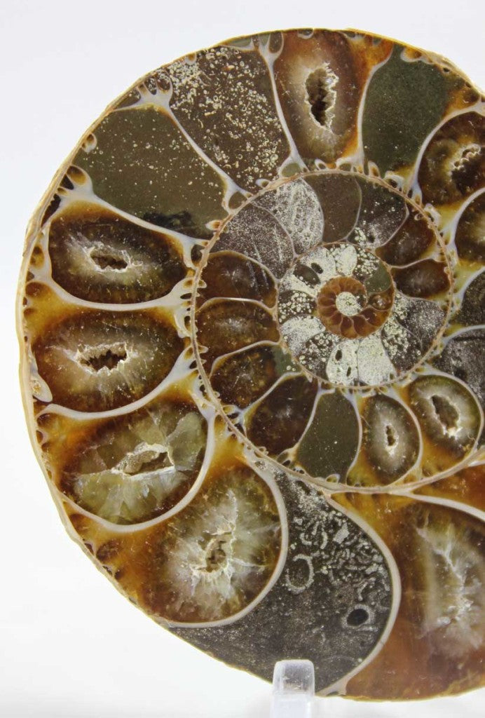 Ammonite Pair