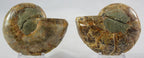 Ammonite Pair
