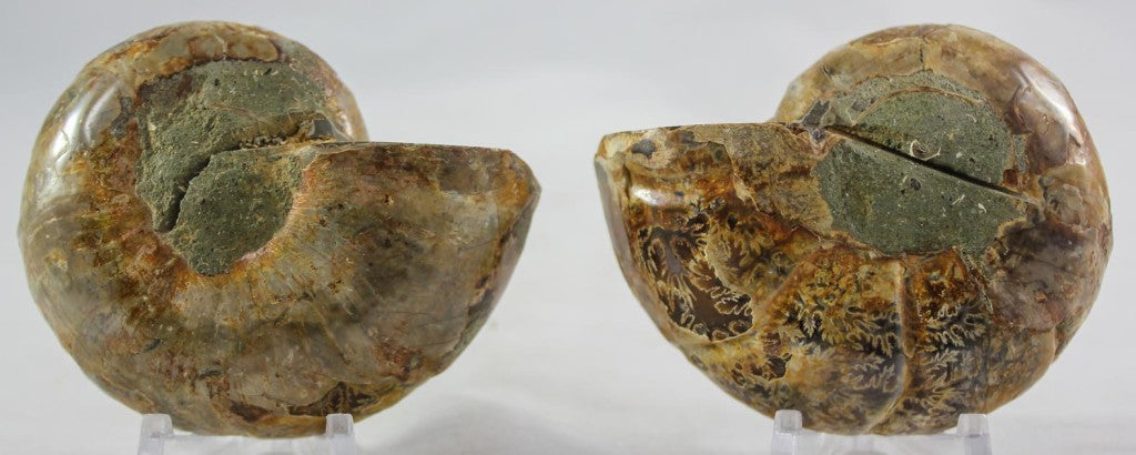Ammonite Pair
