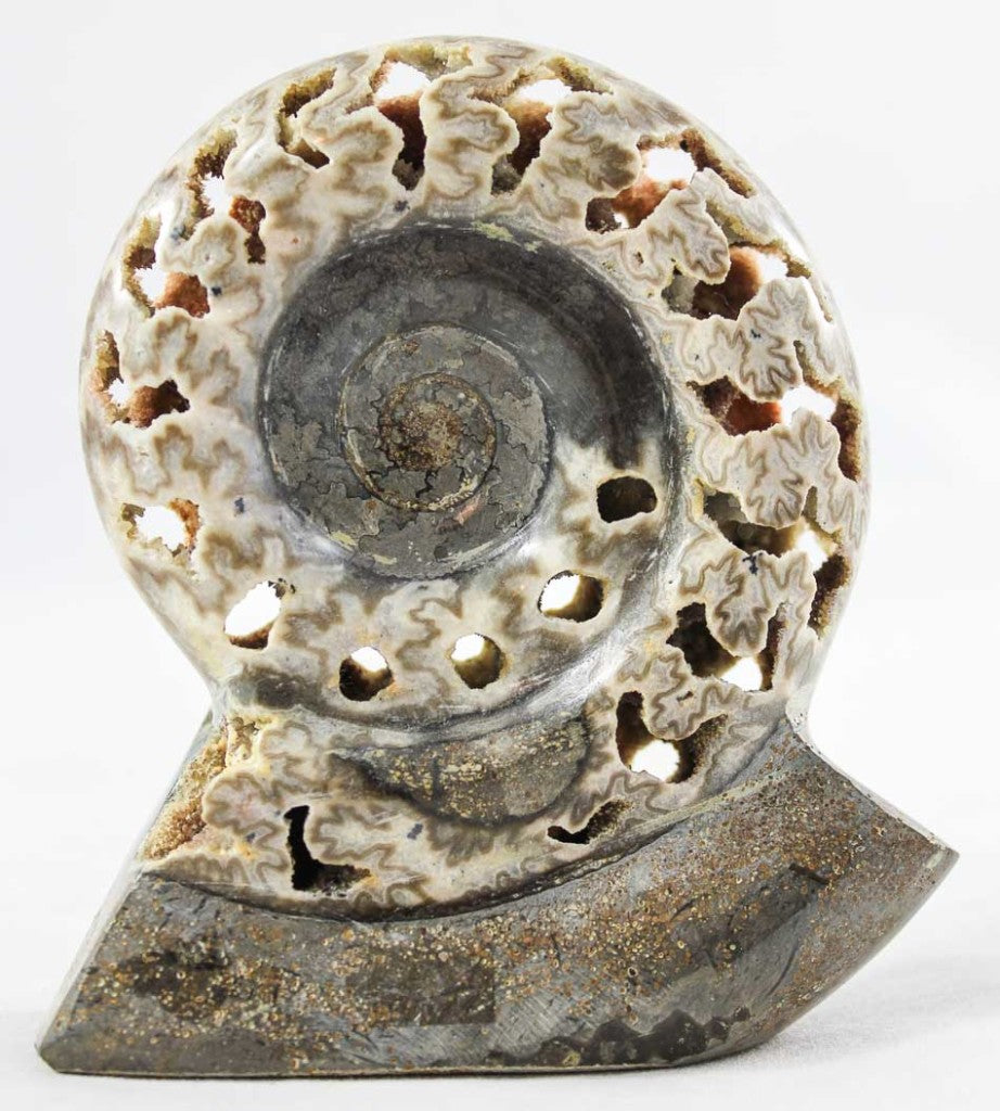 Ammonite
