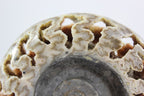 Ammonite