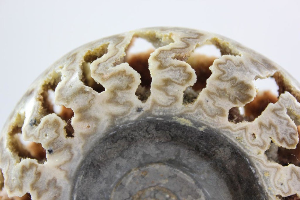 Ammonite