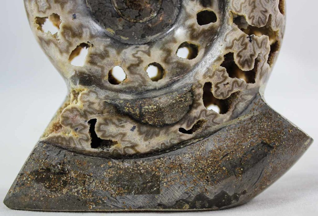 Ammonite